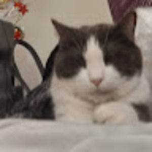 Meet your Posher, Robert